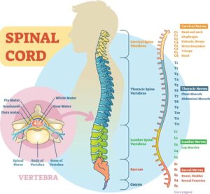 Spinal Cord Injuries - Diller Law Personal Injury Law